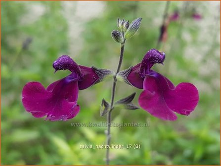 Salvia &#039;Nachtvlinder&#039; | Salie, Salvia | Salbei