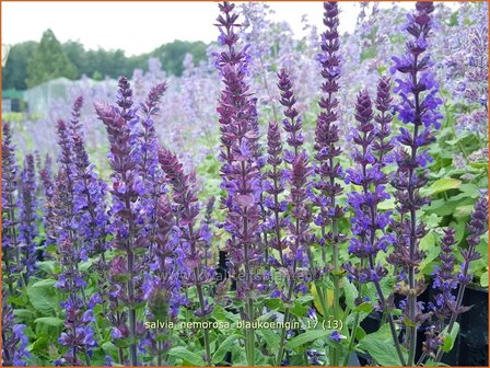 Salvia nemorosa &#039;Blauk&ouml;nigin&#039; | Bossalie, Salie, Salvia | Steppensalbei