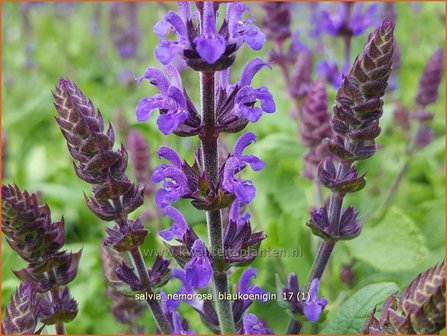 Salvia nemorosa &#039;Blauk&ouml;nigin&#039; | Bossalie, Salie, Salvia | Steppensalbei