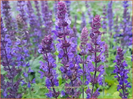 Salvia nemorosa &#039;Blauk&ouml;nigin&#039; | Bossalie, Salie, Salvia | Steppensalbei