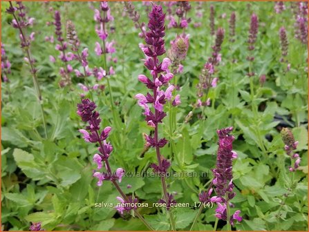 Salvia nemorosa &#039;Rose Queen&#039; | Bossalie, Salie, Salvia | Steppensalbei