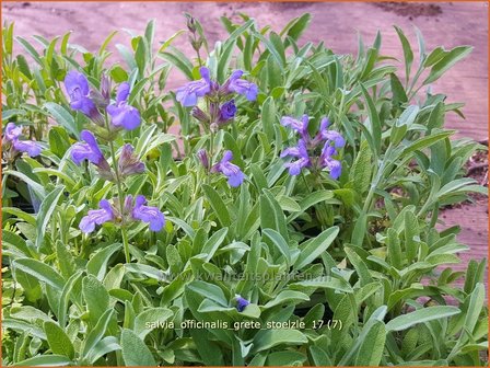 Salvia officinalis &#039;Grete St&ouml;lzle&#039; | Echte salie, Keukensalie, Salie, Salvia | Echter Salbei