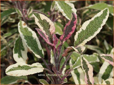 Salvia officinalis &#039;Tricolor&#039; | Echte salie, Keukensalie, Salie, Salvia | Echter Salbei