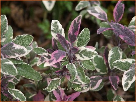 Salvia officinalis &#039;Tricolor&#039; | Echte salie, Keukensalie, Salie, Salvia | Echter Salbei