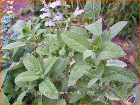 Salvia officinalis &#039;W&uuml;rzburg&#039; | Echte salie, Keukensalie, Salie, Salvia | Echter Salbei