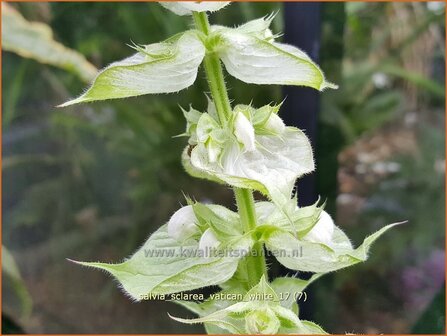 Salvia sclarea &#039;Vatican White&#039; | Scharlei, Muskaatsalie, Salie, Salvia | Muskateller-Salbei