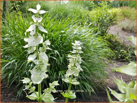 Salvia sclarea &#039;Vatican White&#039; | Scharlei, Muskaatsalie, Salie, Salvia | Muskateller-Salbei