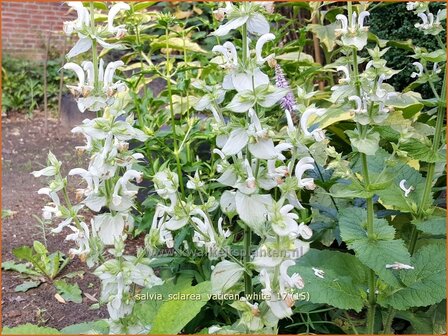 Salvia sclarea &#039;Vatican White&#039; | Scharlei, Muskaatsalie, Salie, Salvia | Muskateller-Salbei