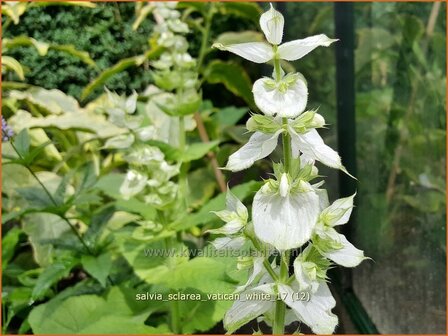 Salvia sclarea &#039;Vatican White&#039; | Scharlei, Muskaatsalie, Salie, Salvia | Muskateller-Salbei