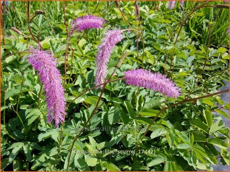 Sanguisorba &#039;Lilac Squirrel&#039; | Pimpernel, Sorbenkruid | Wiesenknopf