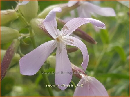 Saponaria officinalis | Zeepkruid | Echtes Seifenkraut