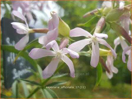 Saponaria officinalis | Zeepkruid | Echtes Seifenkraut