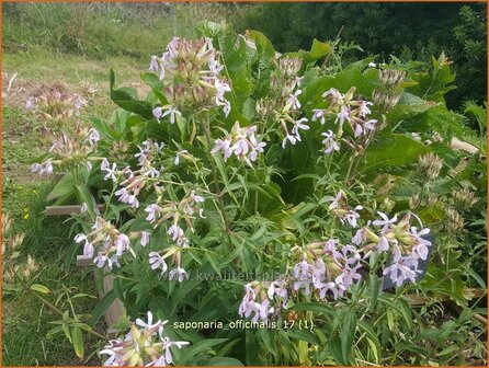 Saponaria officinalis | Zeepkruid | Echtes Seifenkraut