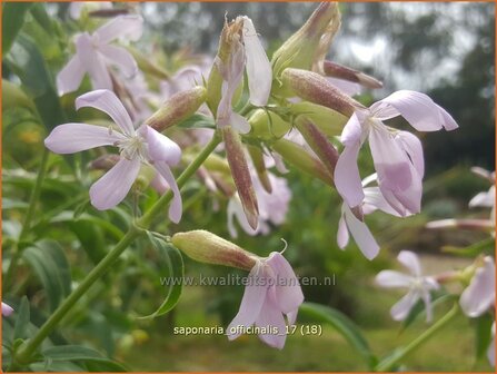 Saponaria officinalis | Zeepkruid | Echtes Seifenkraut