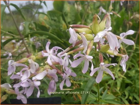 Saponaria officinalis | Zeepkruid | Echtes Seifenkraut