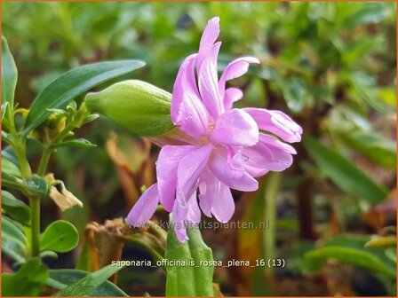 Saponaria officinalis &#039;Rosea Plena&#039; | Zeepkruid | Echtes Seifenkraut | Bouncing Bet