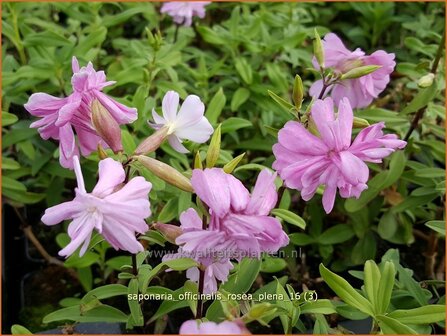 Saponaria officinalis &#039;Rosea Plena&#039; | Zeepkruid | Echtes Seifenkraut