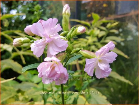 Saponaria officinalis &#039;Rosea Plena&#039; | Zeepkruid | Echtes Seifenkraut