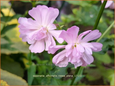 Saponaria officinalis &#039;Rosea Plena&#039; | Zeepkruid | Echtes Seifenkraut