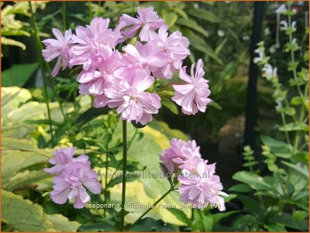 Saponaria officinalis &#039;Rosea Plena&#039; | Zeepkruid | Echtes Seifenkraut