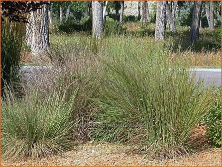 Schizachyrium scoparium | Klein prairiegras | Kleines Pr&auml;riegras