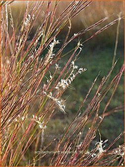 Schizachyrium scoparium | Klein prairiegras | Kleines Pr&auml;riegras