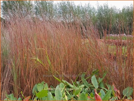 Schizachyrium scoparium | Klein prairiegras | Kleines Pr&auml;riegras