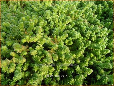 Sedum acre | Muurpeper, Rijstpap, Vetkruid | Scharfer Mauerpfeffer