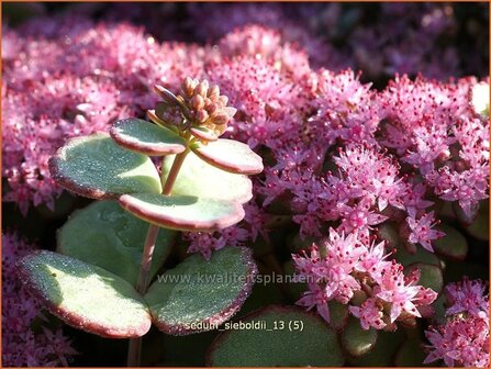 Sedum sieboldii | Vetkruid | Oktober-Fettblatt