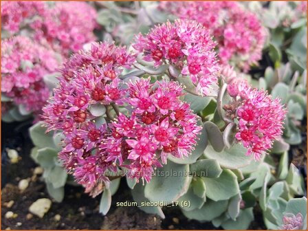 Sedum sieboldii | Vetkruid | Oktober-Fettblatt