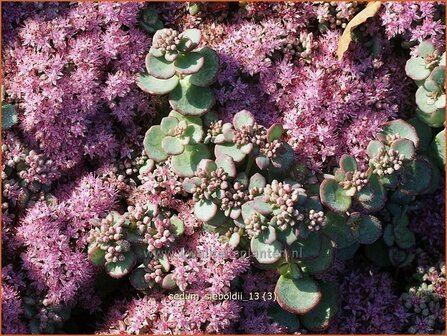 Sedum sieboldii | Vetkruid | Oktober-Fettblatt