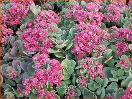 Sedum sieboldii | Vetkruid | Oktober-Fettblatt