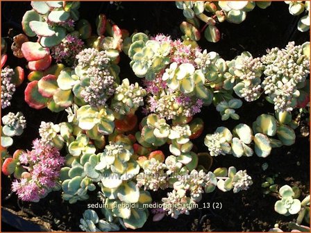 Sedum sieboldii &#039;Mediovariegatum&#039; | Vetkruid | Oktober-Fettblatt