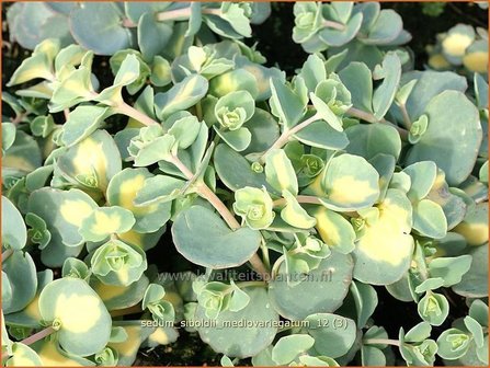 Sedum sieboldii &#039;Mediovariegatum&#039; | Vetkruid | Oktober-Fettblatt