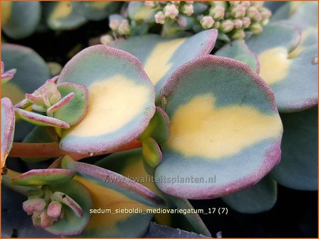 Sedum sieboldii &#039;Mediovariegatum&#039; | Vetkruid | Oktober-Fettblatt