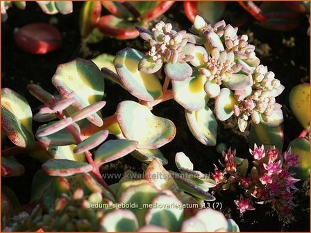 Sedum sieboldii &#039;Mediovariegatum&#039; | Vetkruid | Oktober-Fettblatt