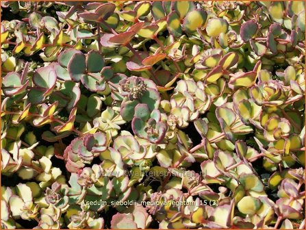 Sedum sieboldii &#039;Mediovariegatum&#039; | Vetkruid | Oktober-Fettblatt