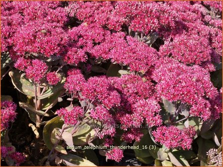 Sedum telephium &#039;Thunderhead&#039; | Hemelsleutel, Vetkruid | Grosse Fetthenne