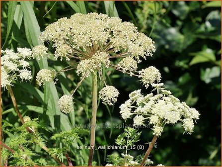 Selinum wallichianum | Karwijselie | Feinbl&auml;ttrige Silge