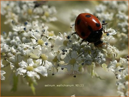 Selinum wallichianum | Karwijselie | Feinbl&auml;ttrige Silge