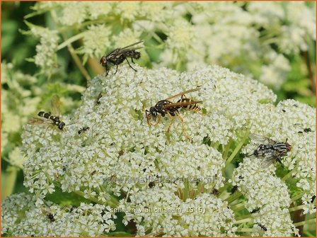 Selinum wallichianum | Karwijselie | Feinbl&auml;ttrige Silge