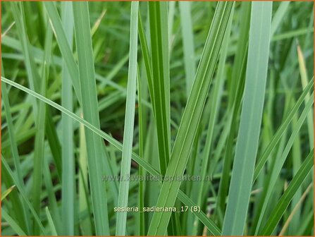 Sesleria sadleriana | Blauwgras | Pannonisches Blaugras