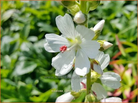 Sidalcea candida | Griekse malva, Prairiemalva | Wei&szlig;e Pr&auml;riemalve