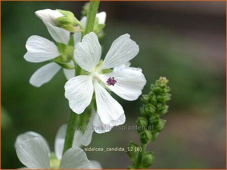 Sidalcea candida | Griekse malva, Prairiemalva | Wei&szlig;e Pr&auml;riemalve