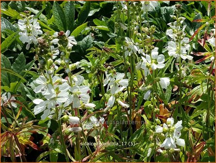 Sidalcea candida | Griekse malva, Prairiemalva | Wei&szlig;e Pr&auml;riemalve