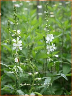 Sidalcea candida | Griekse malva, Prairiemalva | Wei&szlig;e Pr&auml;riemalve