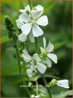 Sidalcea candida | Griekse malva, Prairiemalva | Wei&szlig;e Pr&auml;riemalve