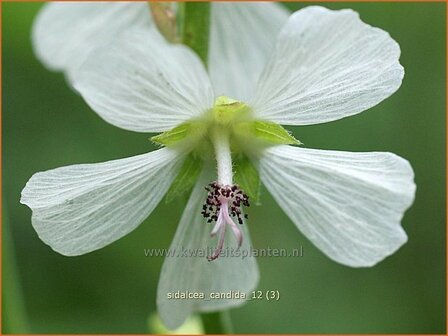 Sidalcea candida | Griekse malva, Prairiemalva | Wei&szlig;e Pr&auml;riemalve