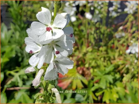 Sidalcea candida | Griekse malva, Prairiemalva | Wei&szlig;e Pr&auml;riemalve