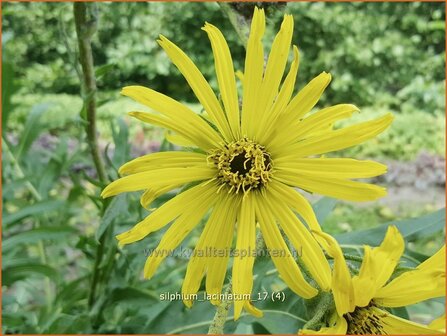 Silphium laciniatum | Kompasplant, Zonnekroon | Geschlitztbl&auml;ttrige Kompa&szlig;pflanze | Compass Plant